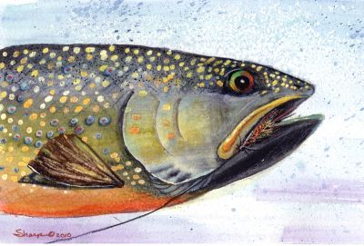 300-383 Brown Trout on Nymph